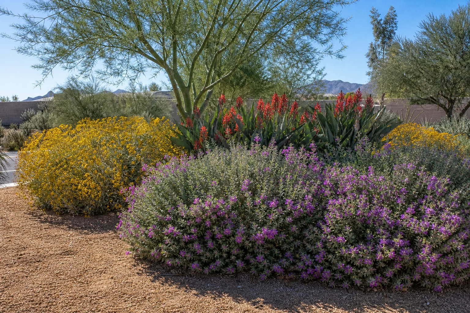 Full sun Phoenix commercial garden bed planted with palo verde, Texas sage, and red bird of paradise