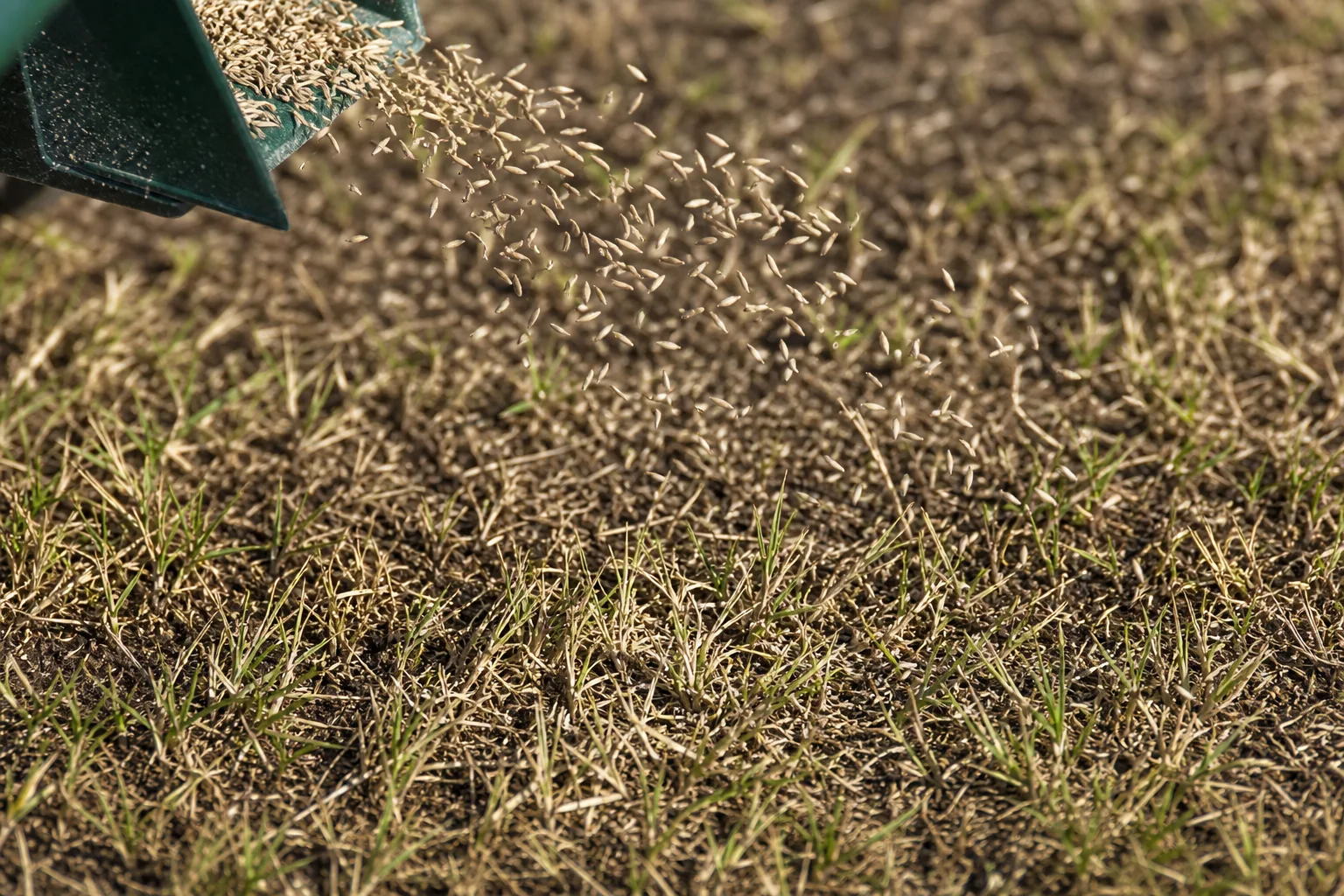 Landscaping crew spreading grass seed over dormant bermuda turf at a commercial Arizona property in fall